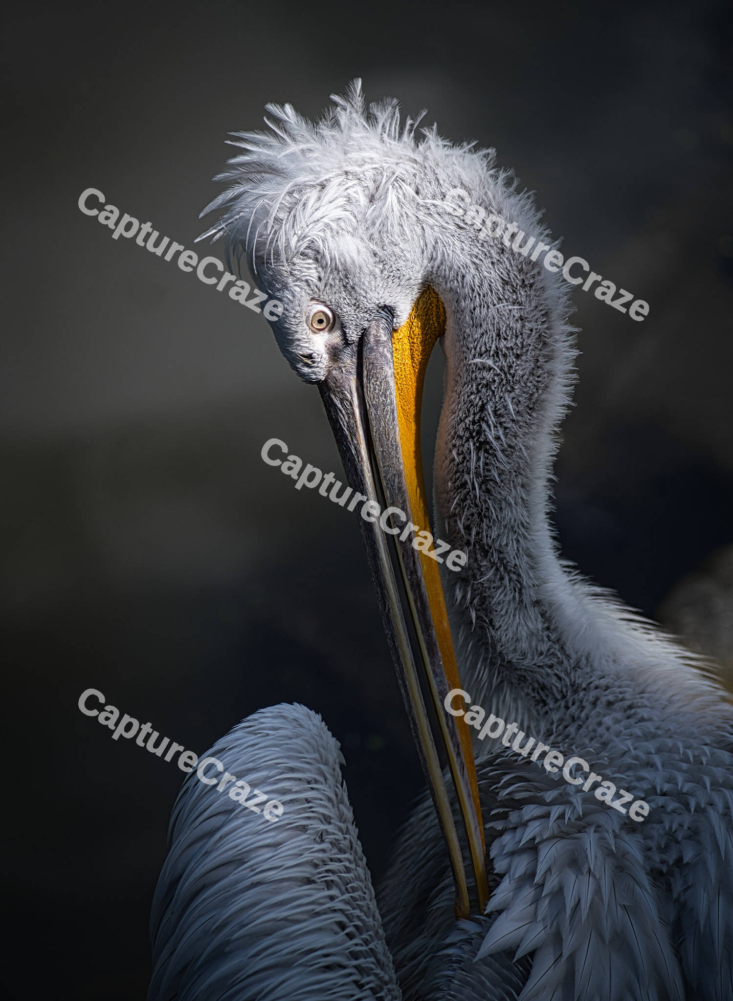 White Pelican